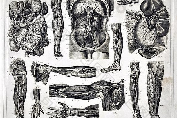 医疗插图人类解剖学循环系统