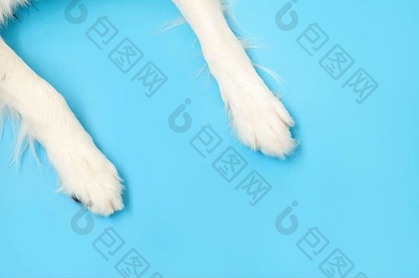 有趣的小狗狗边境牧羊犬爪子关闭孤立的蓝色的背景宠物护理动物概念狗脚腿开销前视图平躺复制空间的地方文本