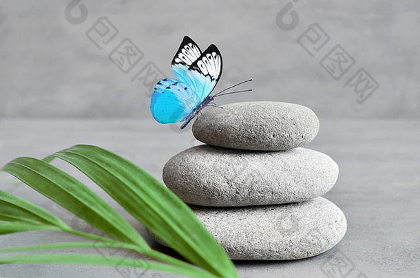 蝴蝶光平衡石头棕榈叶Zen水疗中心概念