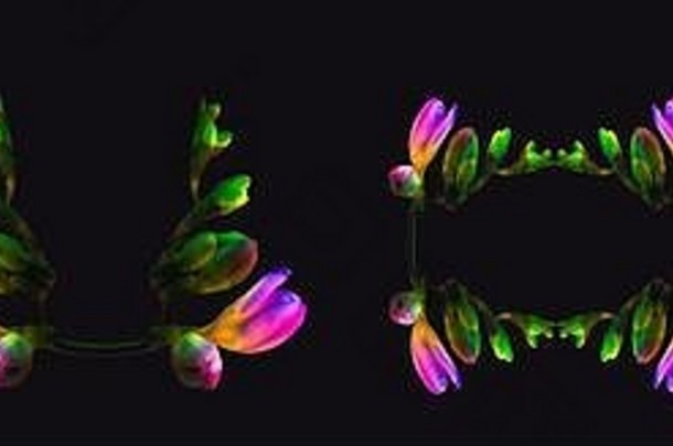 超现实主义的色彩斑斓的霓虹灯发光的小苍兰点缀花朵味蕾古董绘画风格宏黑色的背景