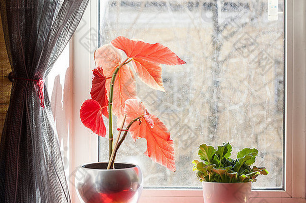室内植物花盆窗台上尘土飞扬的玻璃春天生活