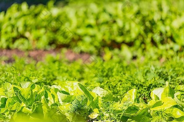 年轻的生菜日益增长的花园美丽的绿色蔬菜照片