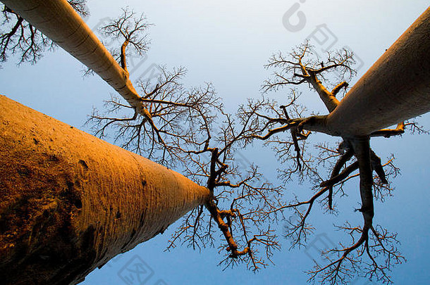 Baobab背景蓝色的天空马达加斯加优秀的插图