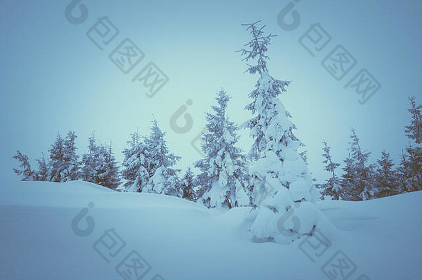 冬天山森林圣诞节景观云杉雪颜色爽肤水低对比