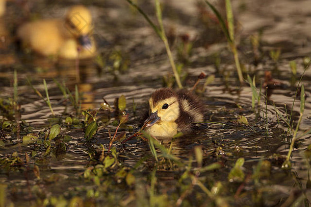 婴儿俄国小鸭凯琳娜moschata群池塘那不勒斯佛罗里达夏天