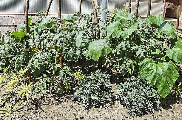 小部分花园培养蔬菜