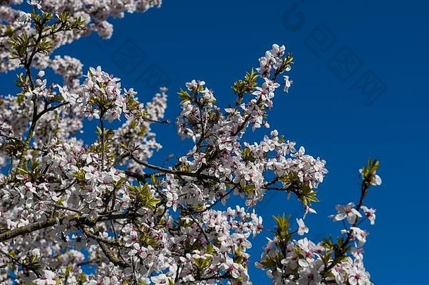 白色花朵樱桃树春天