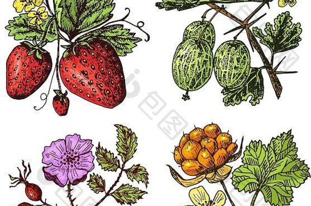 集浆果树莓蓝莓海鼠李红色的醋栗草莓醋栗西瓜云莓狗玫瑰蓝莓树莓刻手画草图古董风格