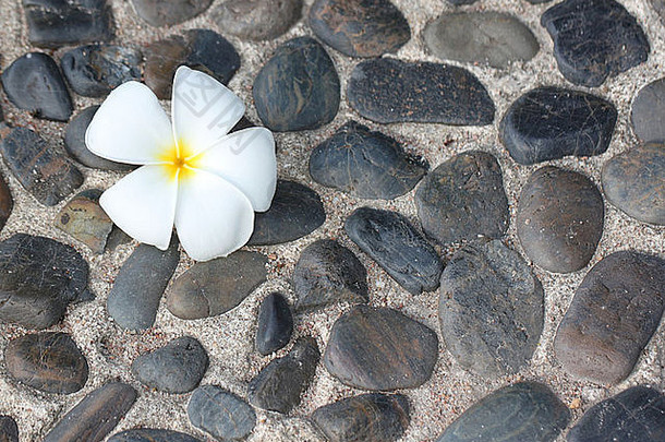 白色plumeria花自然石头背景