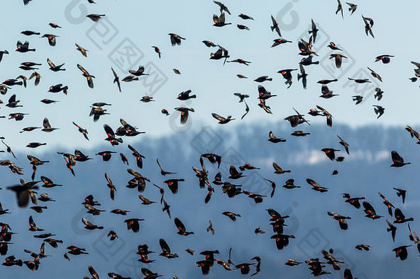 红色的长翅膀的黑鸟阿格莱乌斯腓尼基迁移苍蝇令人惊异的形成农田晚些时候冬天早....