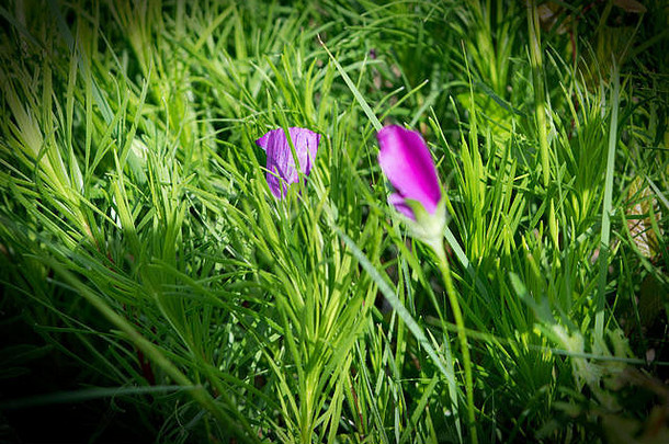 引人注目的孤独的紫色的花朵场深绿色高草发现走蝴蝶花园栖息地西北德州
