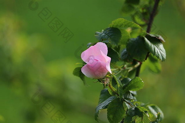 光粉红色的玫瑰蔷薇属金属布鲁姆美丽的绿色散景Copyspace