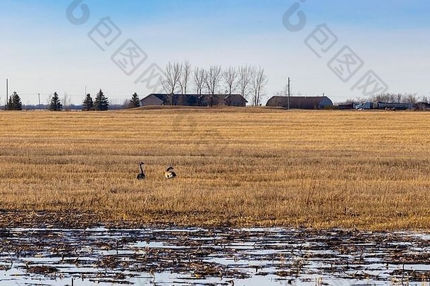 加拿大鹅喂养场返回萨斯喀彻温省大草原春天