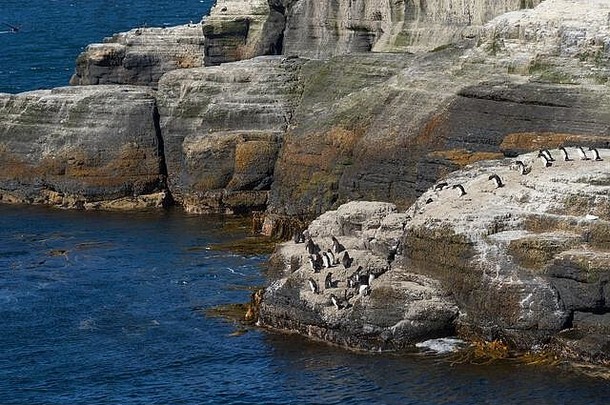 凤冠企鹅尤迪普特斯Chrysocome标题海岩石露头海岸黯淡岛福克兰岛屿