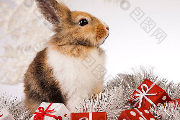 兔子圣诞节
