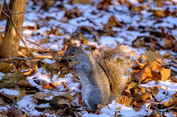 松鼠收集叶子雪金小时中央公园纽约城市美国