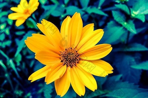美丽的黄色的花夏天花园