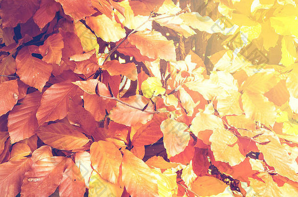 红色的橙色秋天叶子背景阳光特写镜头秋天季节