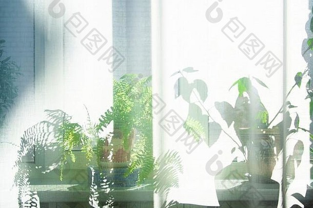阳光窗口房间厚白色窗帘植物树窗台上