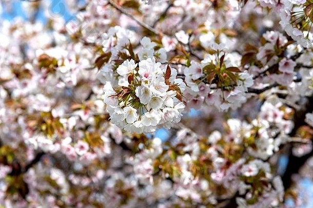 樱桃开花季节《京都议定书》日本