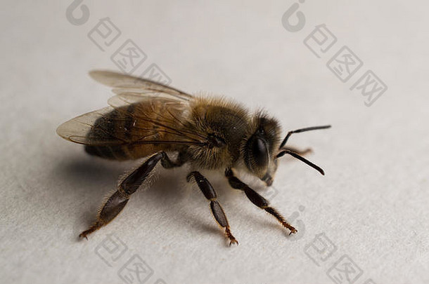 关闭照片孤立的蜂蜜蜜蜂