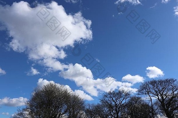 树上衣叶子蓝色的天空毛茸茸的白色云空间复制