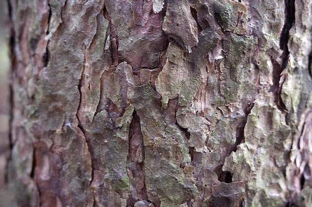 松树覆盖保护层树皮