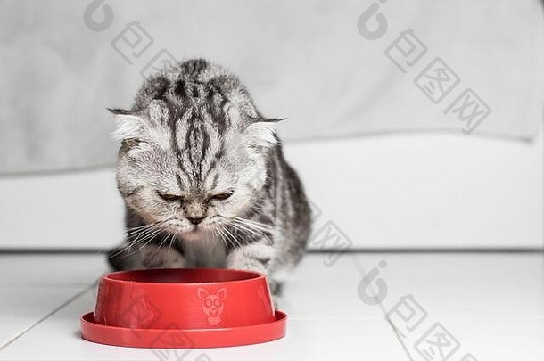 苏格兰褶皱猫吃食物食物托盘红色的猫吃食物苏格兰褶皱猫托盘红色的