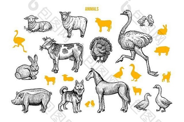 国内动物手画插图集家禽牛刻图纸轮廓孤立的白色背景农村野生动物农业符号鸵鸟牛马羊羔