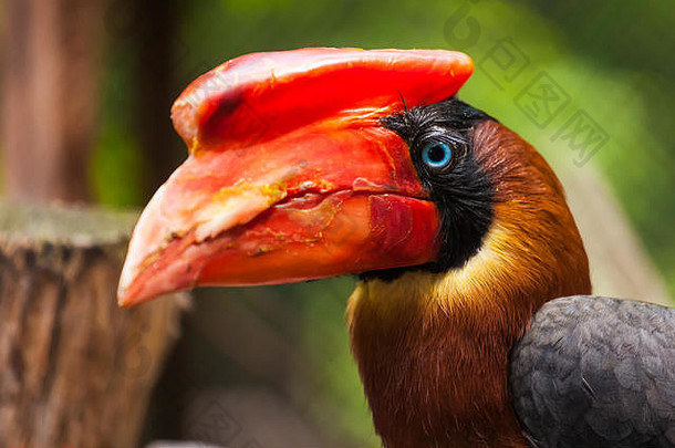 特写镜头肖像棕色（的）鹦鹉hydrocoraxBuceros红色的嘴蓝色的<strong>眼睛</strong>分支树