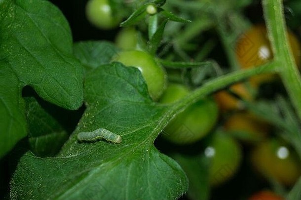 蔬菜害虫lacanobiamamerta