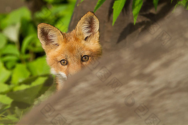 可爱的红色的狐狸小狗玩躲躲猫照片