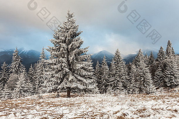 圣诞节背景雪冷杉树乌克兰