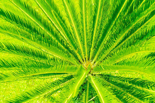 有创意的热带棕榈叶子安排基斯不明飞行物绿色光夏天语无伦次地说晚上聚会，派对有创意的概念生动的颜色背景设计