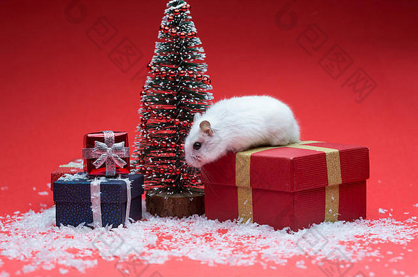 可爱的仓鼠红色的背景圣诞节树礼物