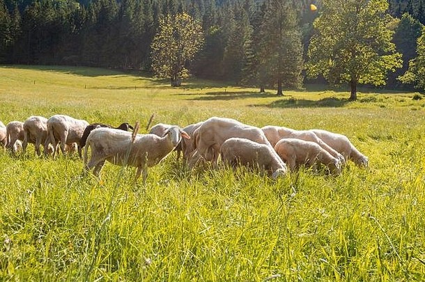 羊放牧绿色草地自然在户外阳光明媚的一天