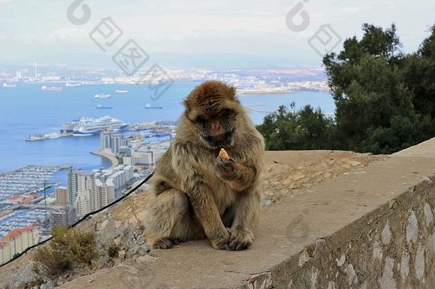 巴巴莉猿岩石直布罗陀巴巴莉短尾猿人口直布罗陀野生猴子人口欧洲大陆