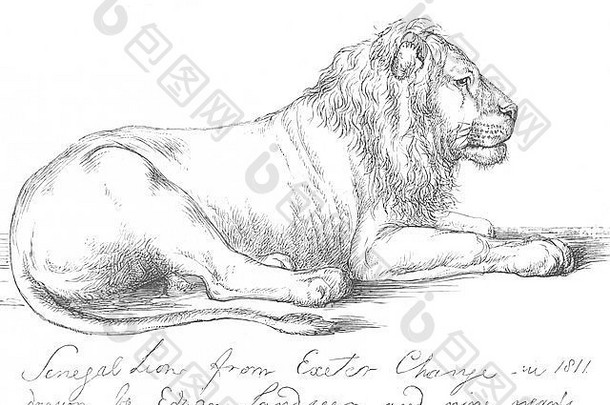 狮子塞内加尔狮子兰西尔古董打印