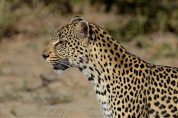 照片非洲豹面对相机