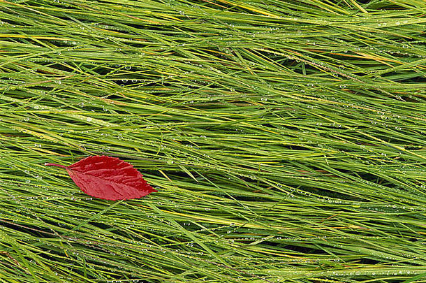 生动的红色的叶说谎湿草秋天