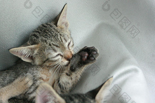 可爱的有趣的可爱的小猫猫关闭眼睛舔清洁白色灰色软布床上首页