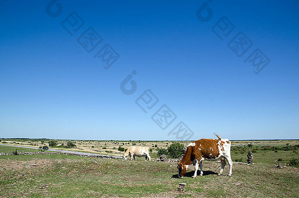 牛放牧山神奇的视图