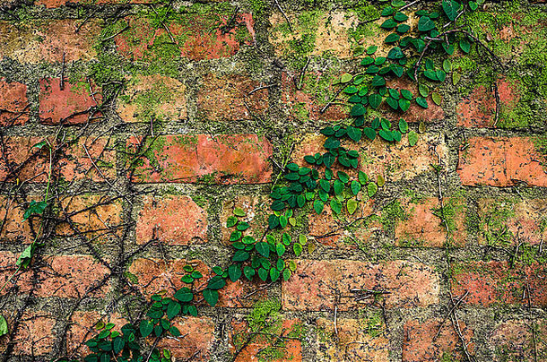 摘要墙自然美美的新鲜的绿色植物自然装饰温暖的古董情绪