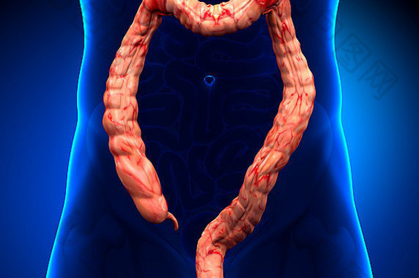 结肠解剖学真正的视图