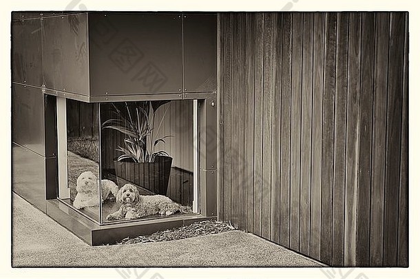 黑色的白色照片白色狗棕色（的）狗等待前面低窗口房子木材阿鲁米尼乌