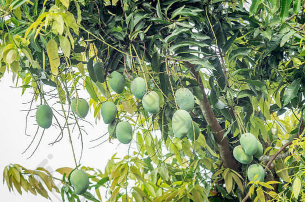 绿色生芒果mangifera显示挂树