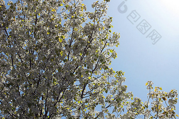 春天场景不错的开花树太阳闪亮的