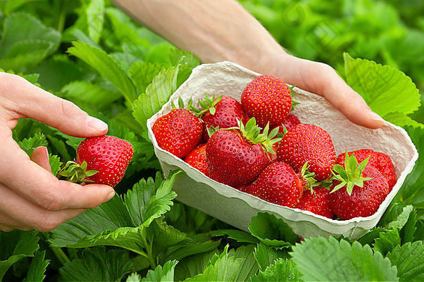 收获完美的草莓新鲜的绿色场