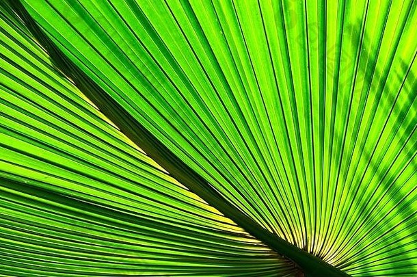 关闭热带植物俾斯麦诺比利斯显示丰富的音调纹理模式