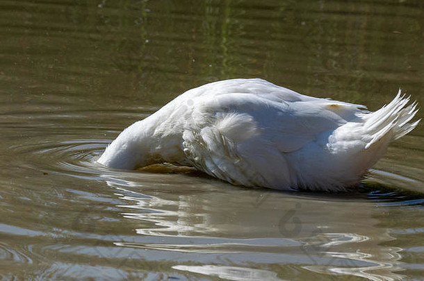 大白色重鸭头水表面水平搜索食物